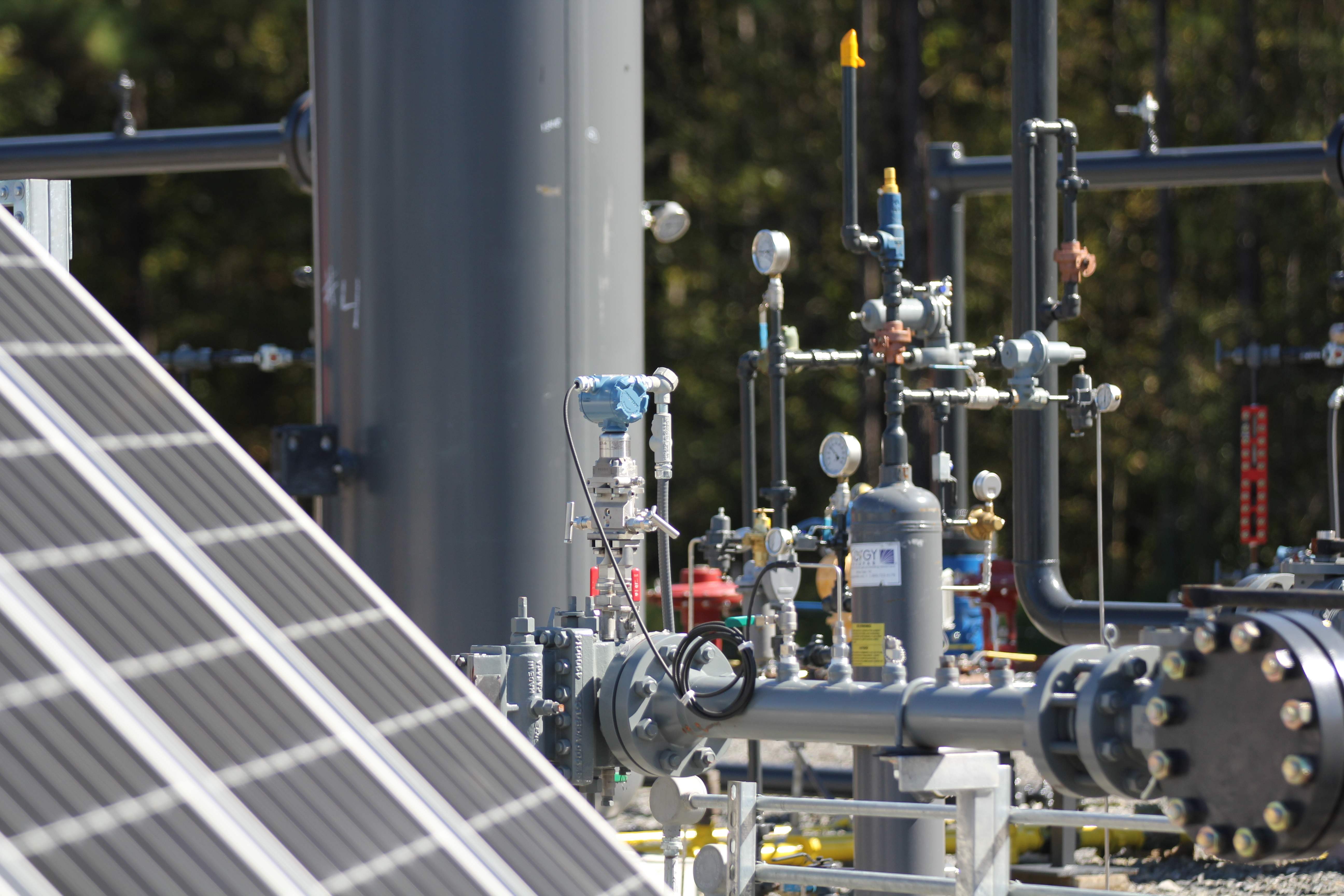 PLANT Glass Onion IMG 5495